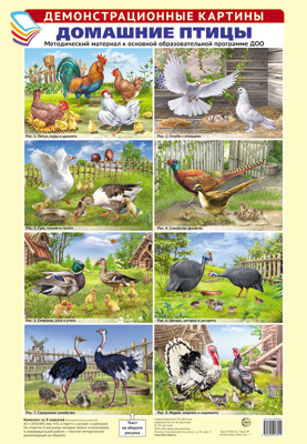 Демонстрационные картины А3.Домашние птицы. Методический материал к основной образовательной программе ДОО (8 картин А3+, этикетка с текстом беседы на обороте)